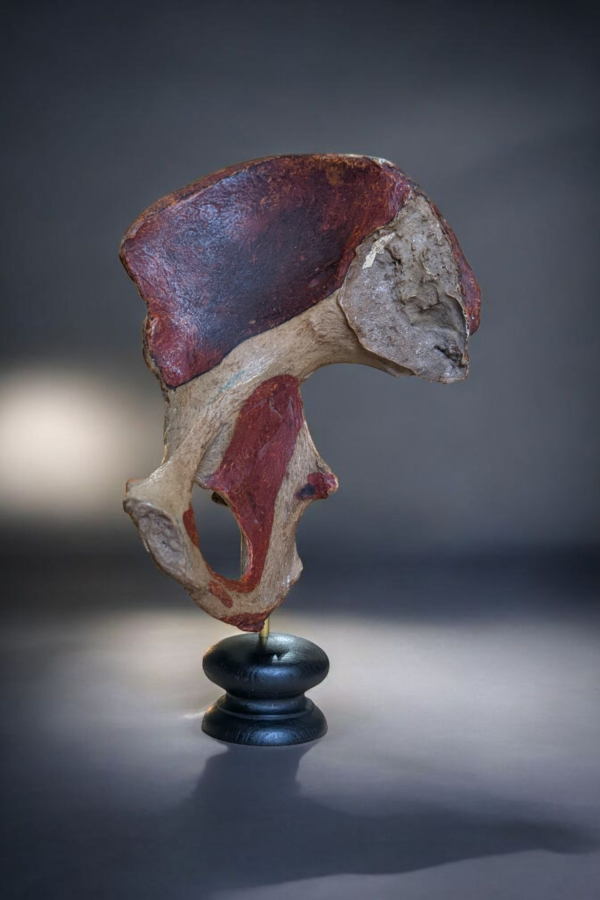 Real Human Pelvis - Image 3