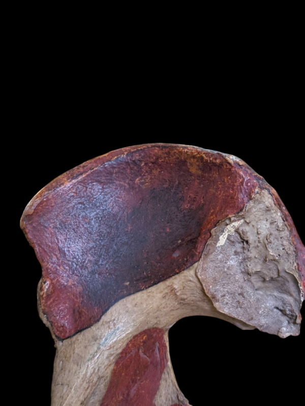 Real Human Pelvis - Image 4