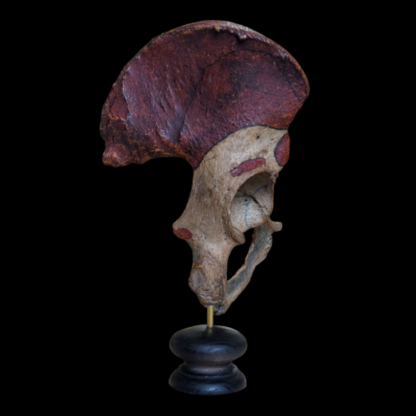 Real Human Pelvis - Image 2