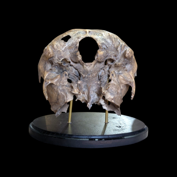 Human Skull Base