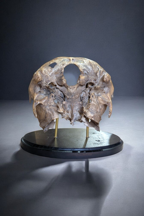 Human Skull Base - Image 3