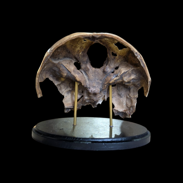 Human Skull Base - Image 2