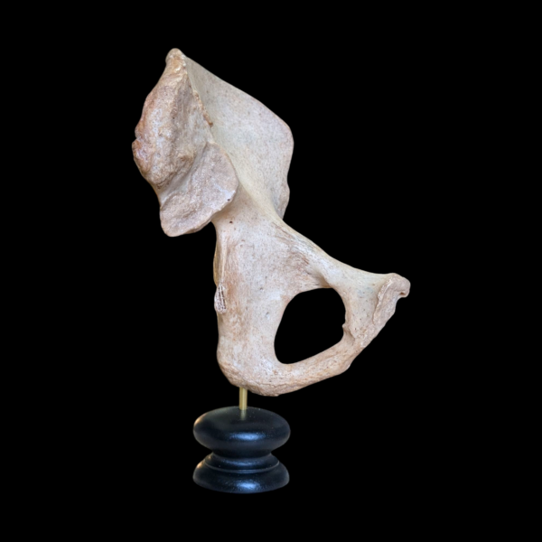 Human Pelvis - Image 3