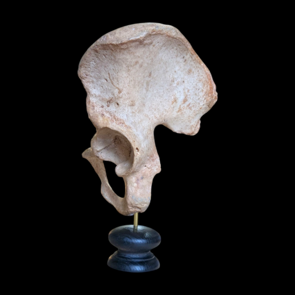 Human Pelvis