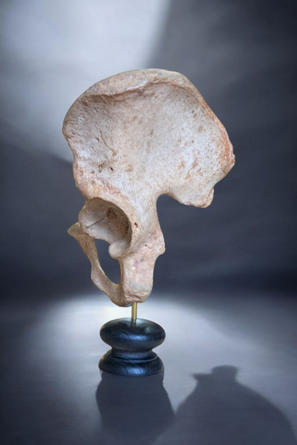 Human Pelvis - Image 4