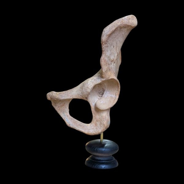 Human Pelvis - Image 2