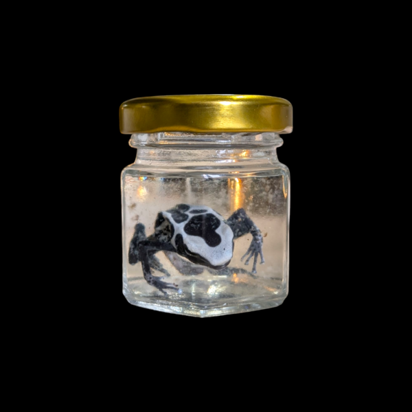 Rare Poison Dart Frog Wet Specimen - Image 2