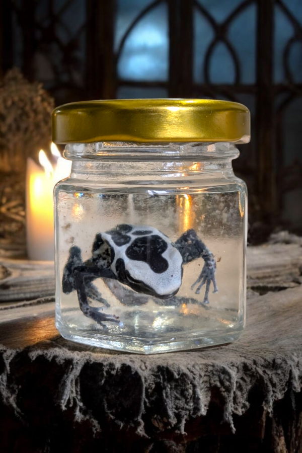 Rare Poison Dart Frog Wet Specimen - Image 3