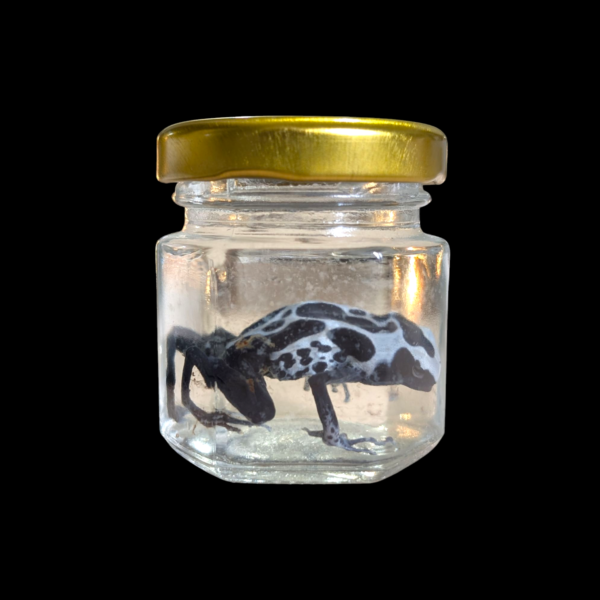 Rare Poison Dart Frog Wet Specimen