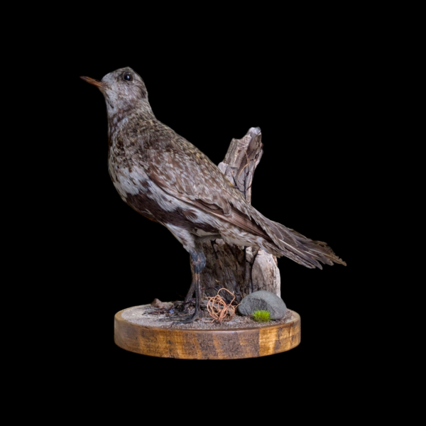 Taxidermy Golden Plover