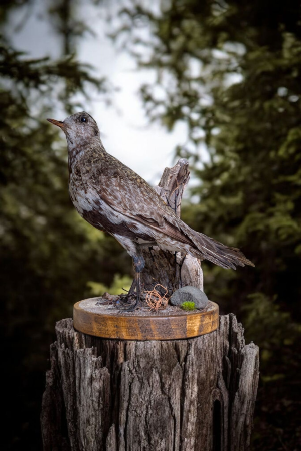 Taxidermy Golden Plover - Image 3