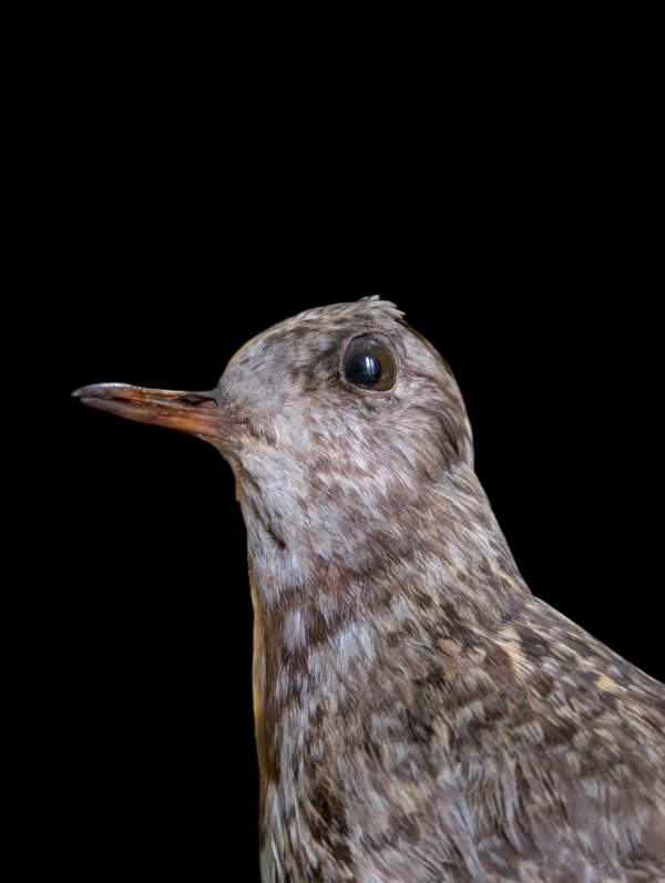 Taxidermy Golden Plover - Image 2