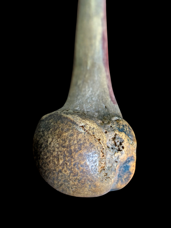 Real Human Medical Femur - Image 4