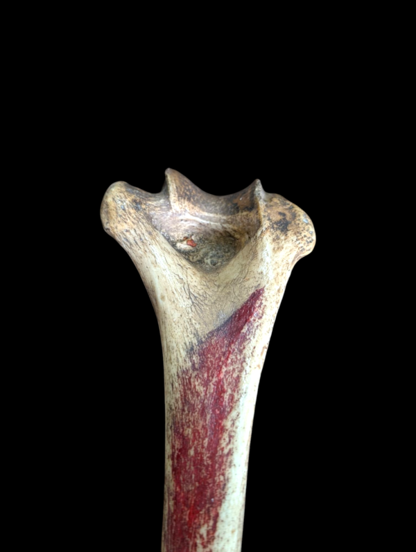 Real Human Medical Femur - Image 2