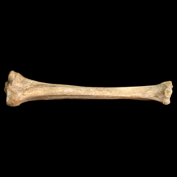 Real Human Medical Tibia Bone