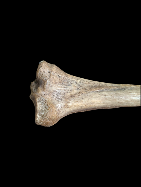 Real Human Medical Tibia Bone - Image 2