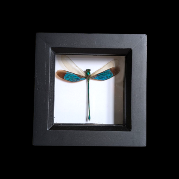 Framed Taxidermy Damselfly