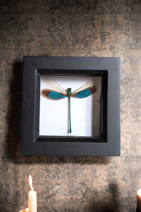 Framed Taxidermy Damselfly - Image 2