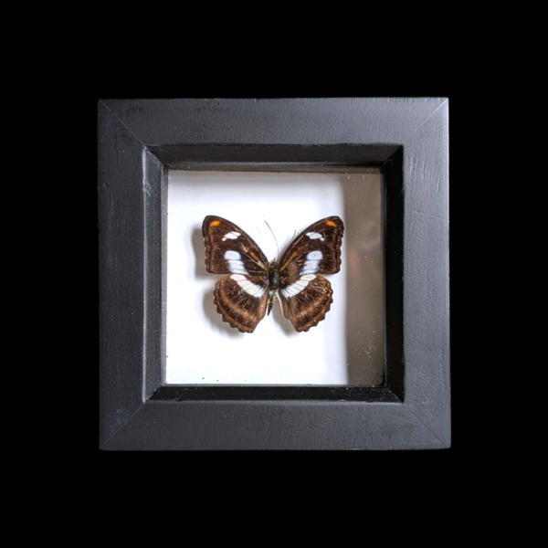 Framed Taxidermy Butterfly