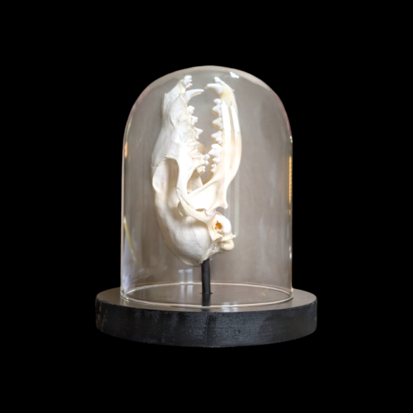 Fox Skull Under Glass Dome