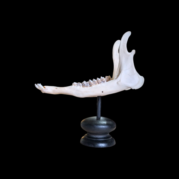 Mounted Jaw Bone