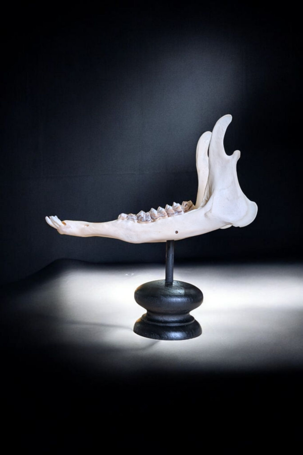 Mounted Jaw Bone - Image 3