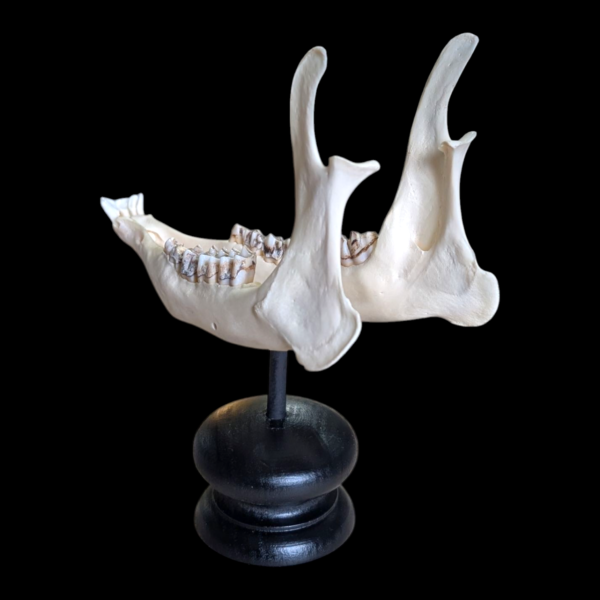 Mounted Jaw Bone - Image 2