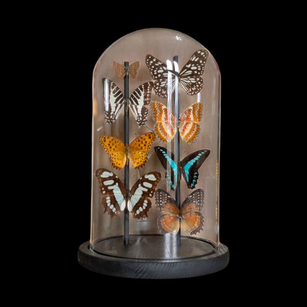 Taxidermy Butterfly Dome