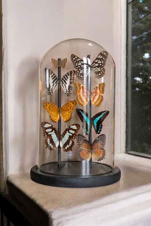 Taxidermy Butterfly Dome - Image 3