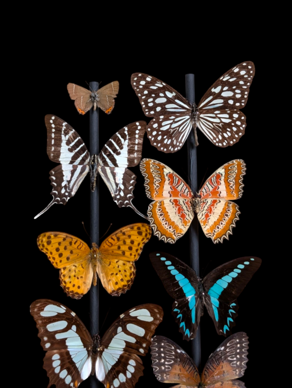 Taxidermy Butterfly Dome - Image 2