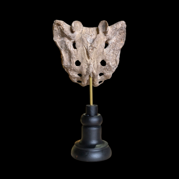 Human Sacrum