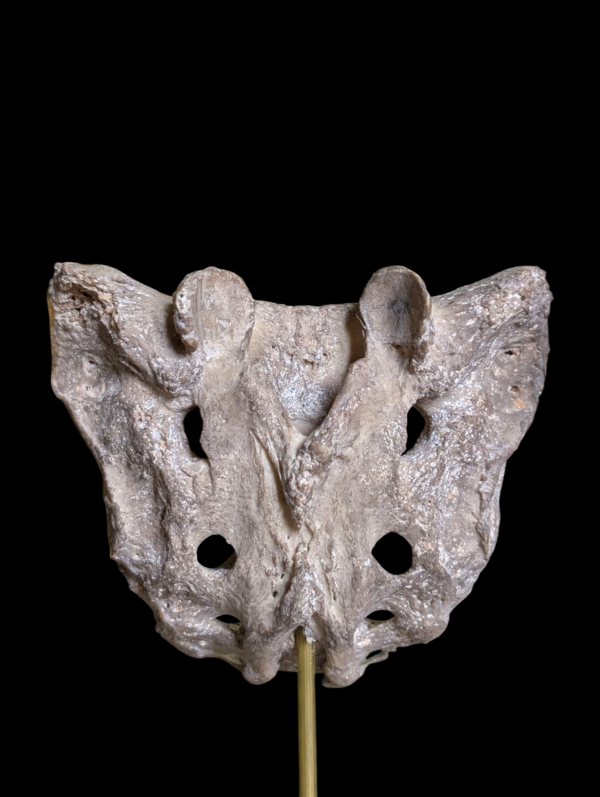 Human Sacrum - Image 3