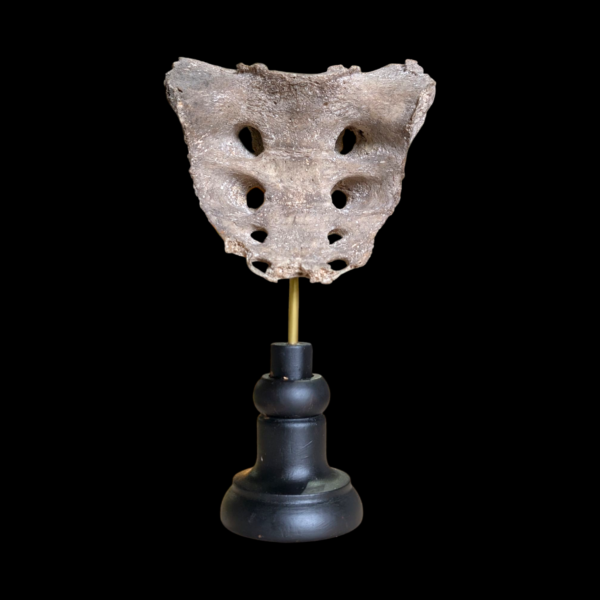 Human Sacrum - Image 2