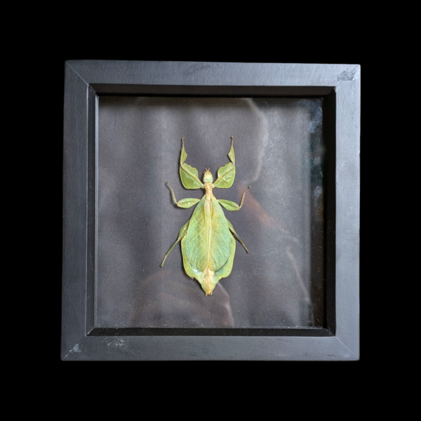 Framed Taxidermy Leaf Insect