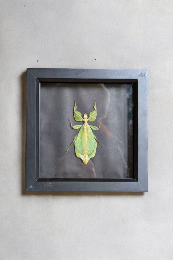 Framed Taxidermy Leaf Insect - Image 2