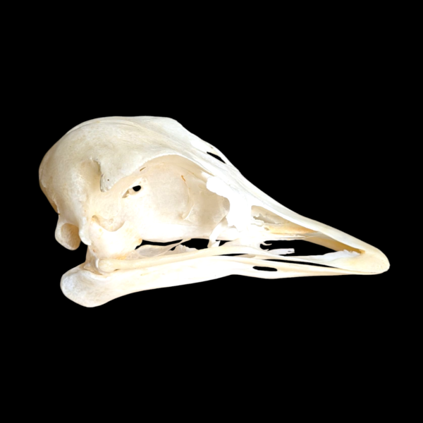 Ostrich Skull