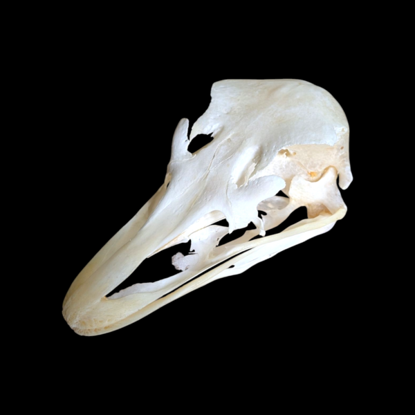 Ostrich Skull - Image 2