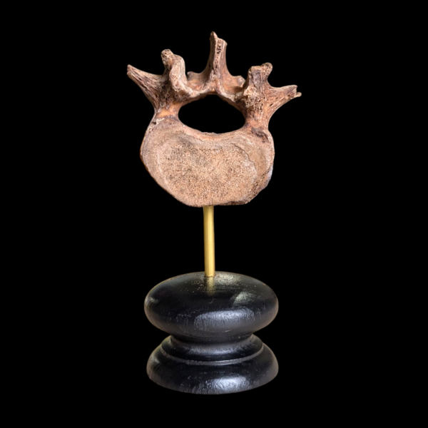 Human Vertebrae - Image 2