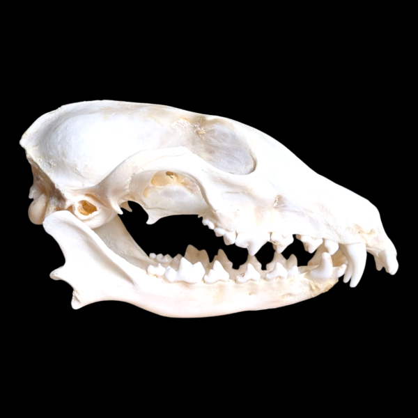 Real Fox Skull