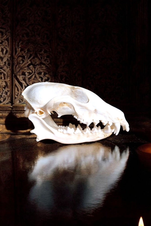 Real Fox Skull - Image 2