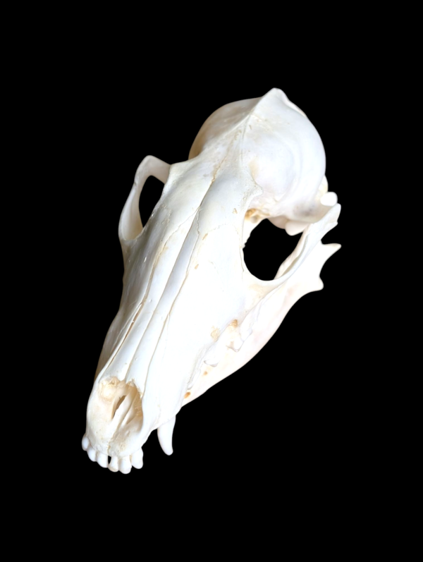 Real Fox Skull - Image 3