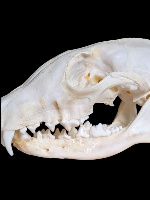 Real Fox Skull - Image 4