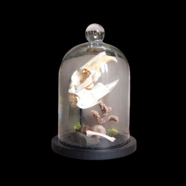 Hare Skull Under Glass Bell Dome