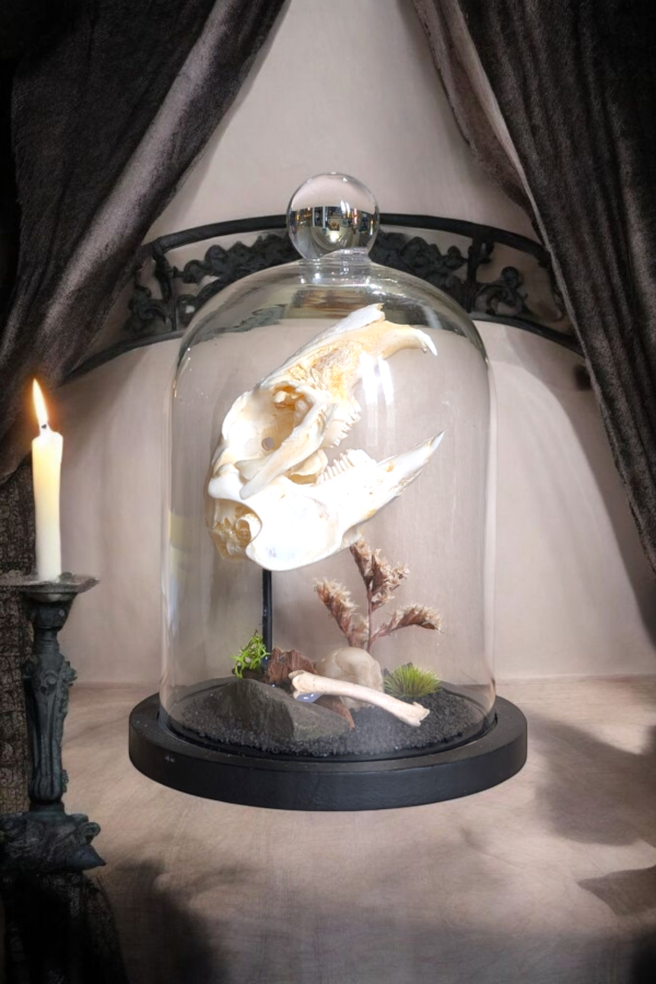 Hare Skull Under Glass Bell Dome - Image 3