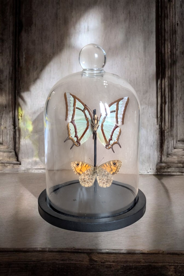 Taxidermy Butterfly Dome - Image 2