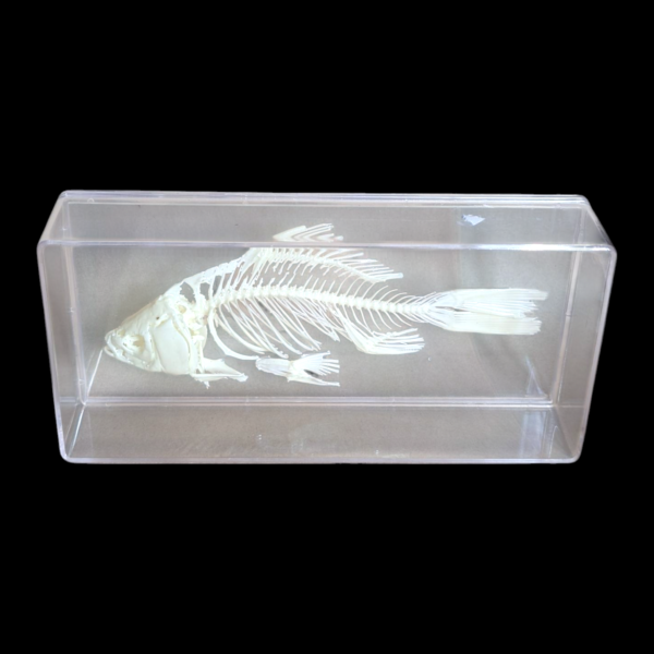 Cased Fish Skeleton