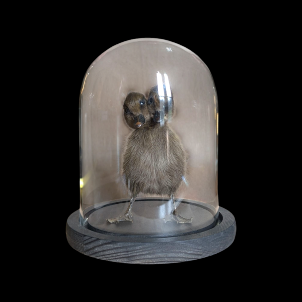 Two Headed Taxidermy Duckling Under Glass Dome - Image 2