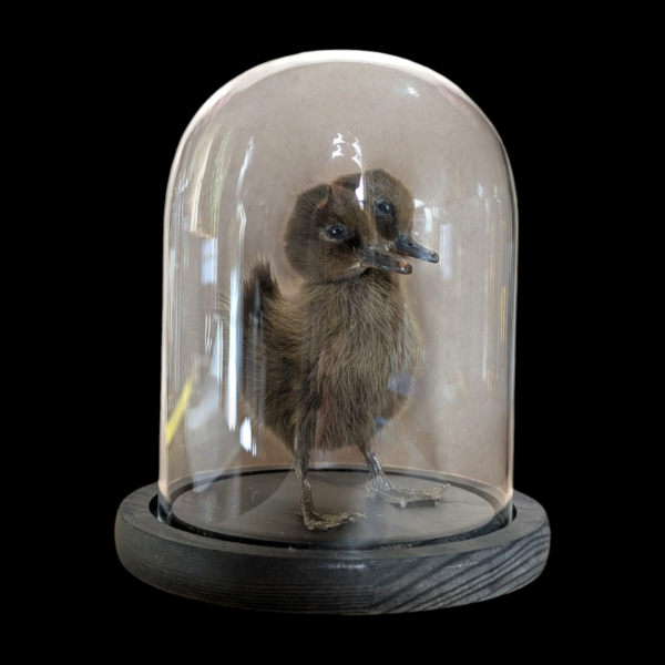 Two Headed Taxidermy Duckling Under Glass Dome - Image 4