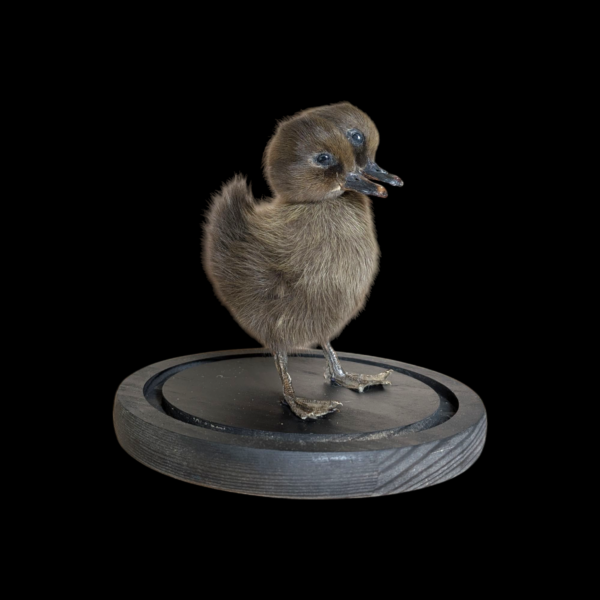 Two Headed Taxidermy Duckling Under Glass Dome