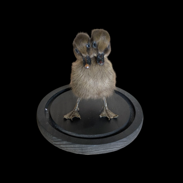 Two Headed Taxidermy Duckling Under Glass Dome - Image 3